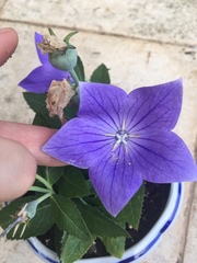Platycodon grandiflorus