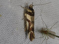 Macrobathra desmotoma