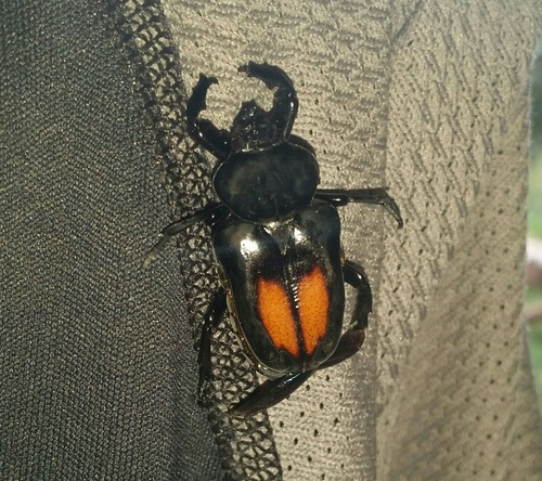 Cyclidius