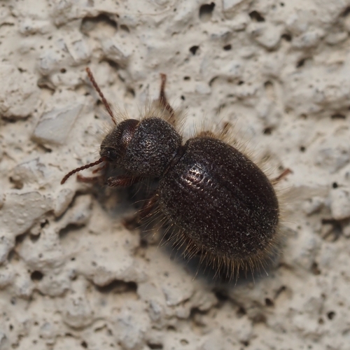 Trichiotes seriatus