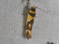 Macrobathra chrysotoxa