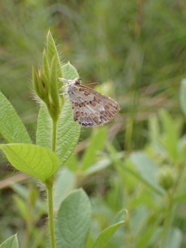 Lachnocnema triangularis