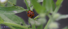 Coccinella septempunctata