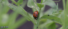Coccinella septempunctata