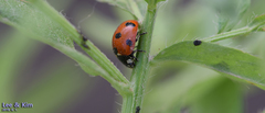Coccinella septempunctata
