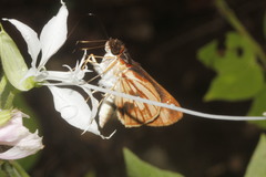 Vettius fantasos