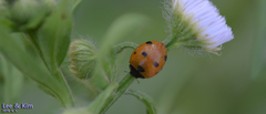 Coccinella septempunctata