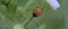 Coccinella septempunctata
