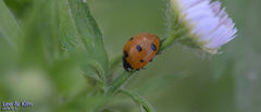 Coccinella septempunctata