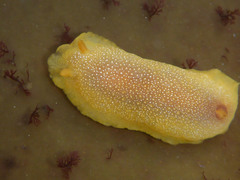 Doriopsilla albopunctata