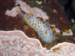 Crimora coneja