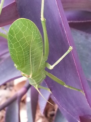 Paracyrtophyllus robustus