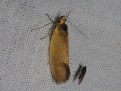 Delexocha ochrocausta