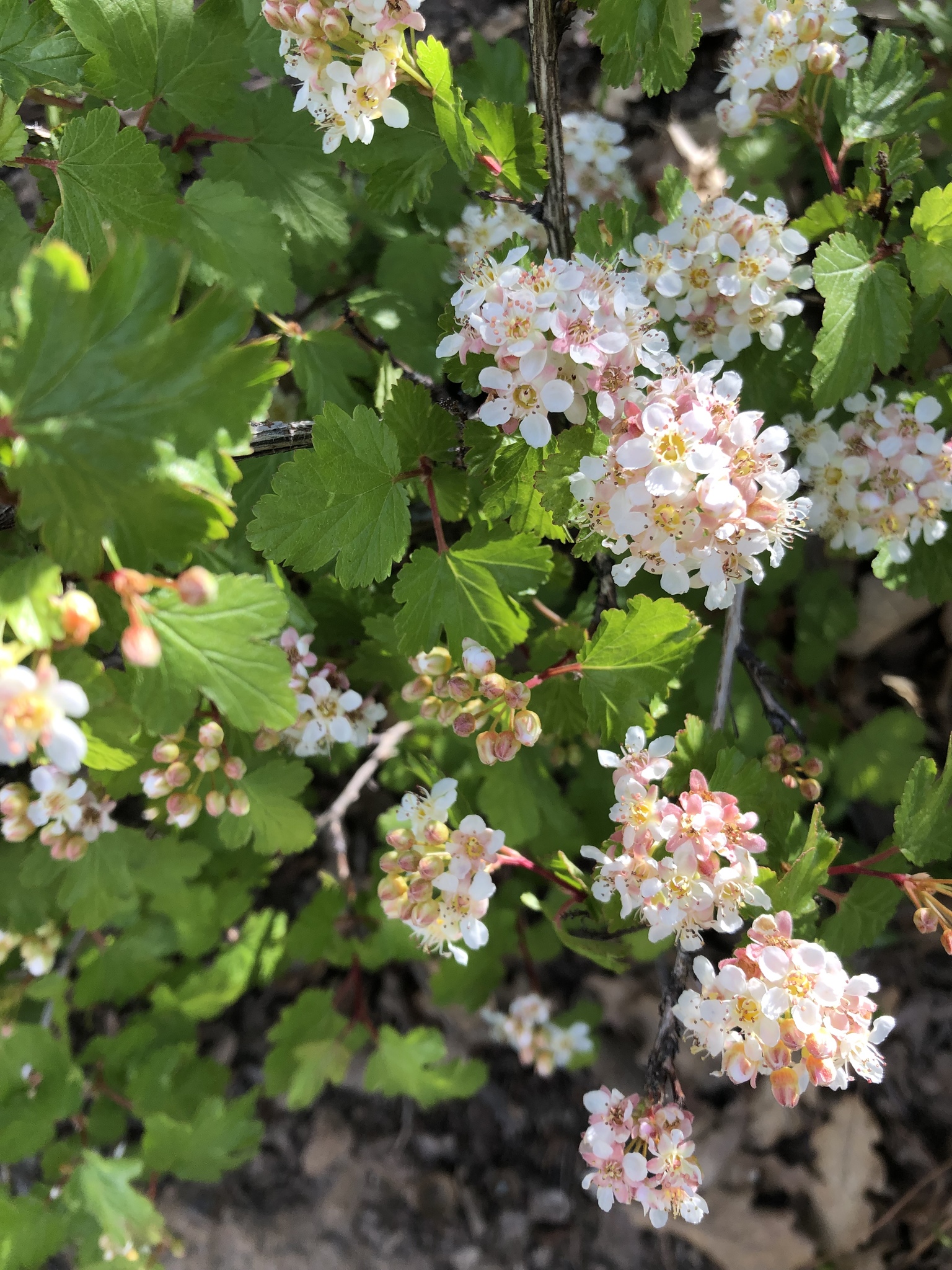 Physocarpus monogynus