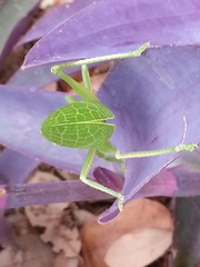 Paracyrtophyllus robustus