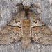 Four-spotted Gluphisia Moth - Photo (c) Stuart Tingley, some rights reserved (CC BY-NC), uploaded by Stuart Tingley