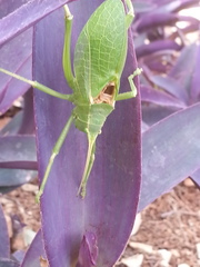 Paracyrtophyllus robustus