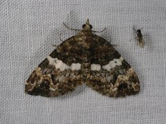 Chrysolarentia phaedra