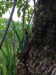 Sceloporus taeniocnemis