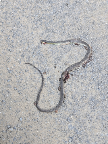 Common Tree Snake sighting