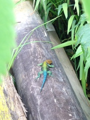 Sceloporus taeniocnemis