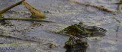 Pelophylax chosenicus