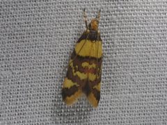 Callithauma callianthes