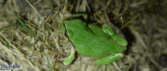 Hyla japonica