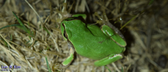 Hyla japonica
