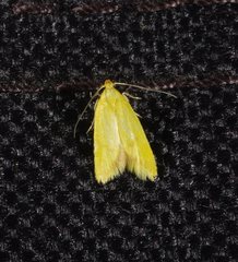 Aeolothapsa malacella
