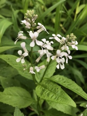 Iodanthus pinnatifidus