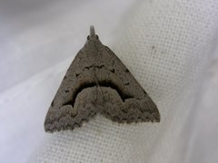 Dichromodes euscia