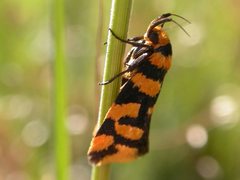 Tanyzancla argutella