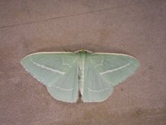 Chlorocoma stereota