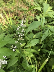 Iodanthus pinnatifidus