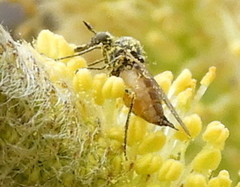 Iteaphila