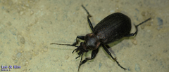 Calosoma