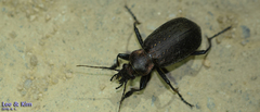 Calosoma