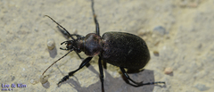 Calosoma