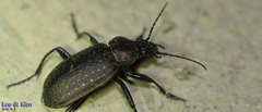Calosoma