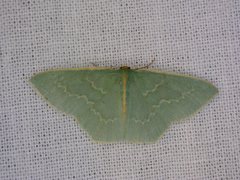 Chlorocoma melocrossa