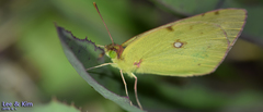 Colias poliographus