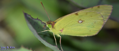 Colias poliographus