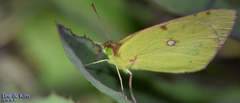 Colias poliographus