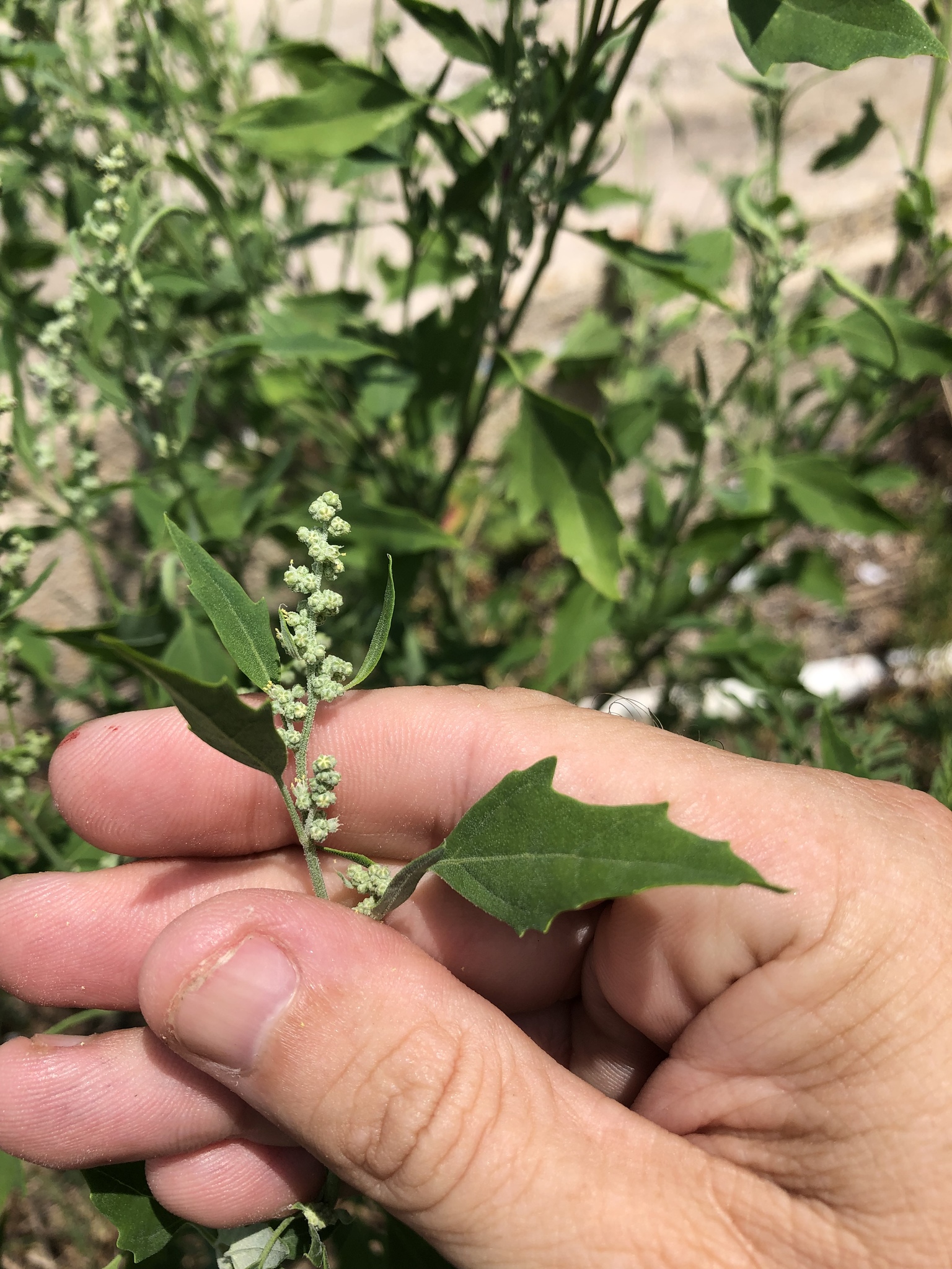 Chenopodium berlandieri var. boscianum