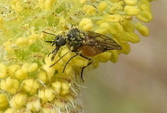 Iteaphila