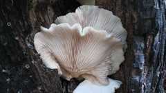 Pleurotus