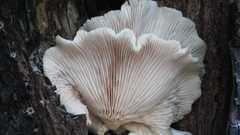 Pleurotus