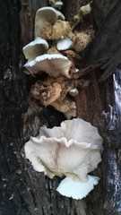 Pleurotus