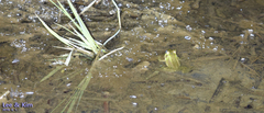 Pelophylax chosenicus
